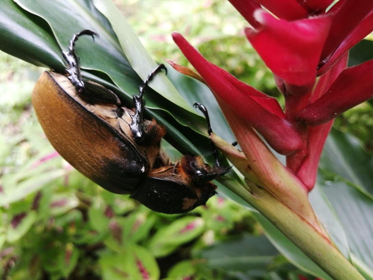 Cahuita Lodge المظهر الخارجي الصورة