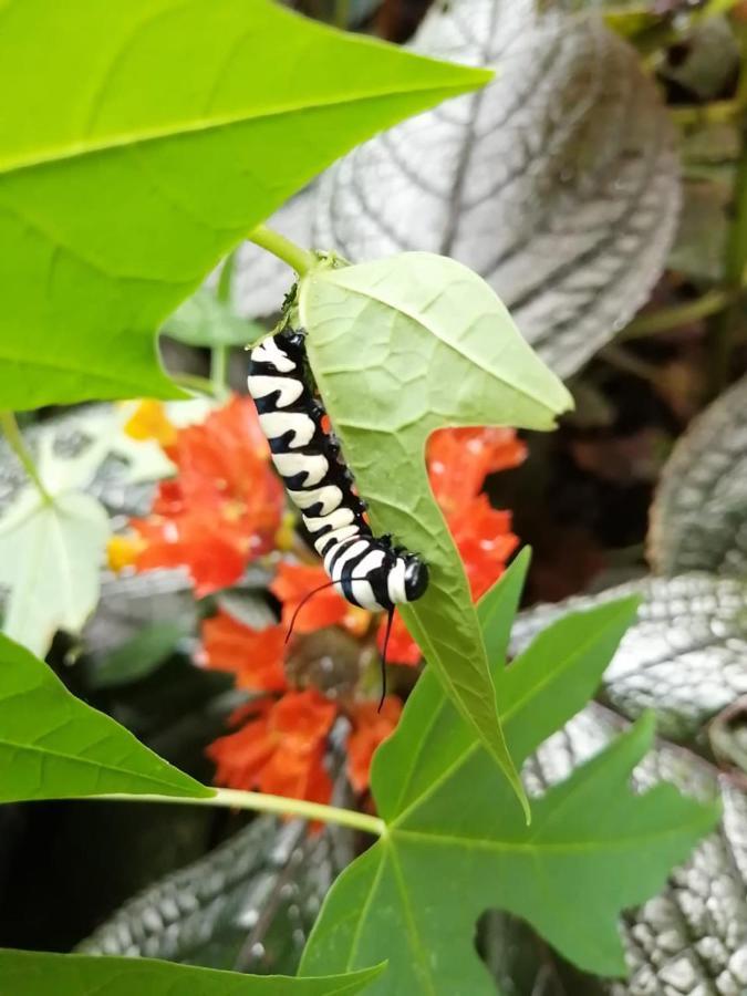 Cahuita Lodge المظهر الخارجي الصورة