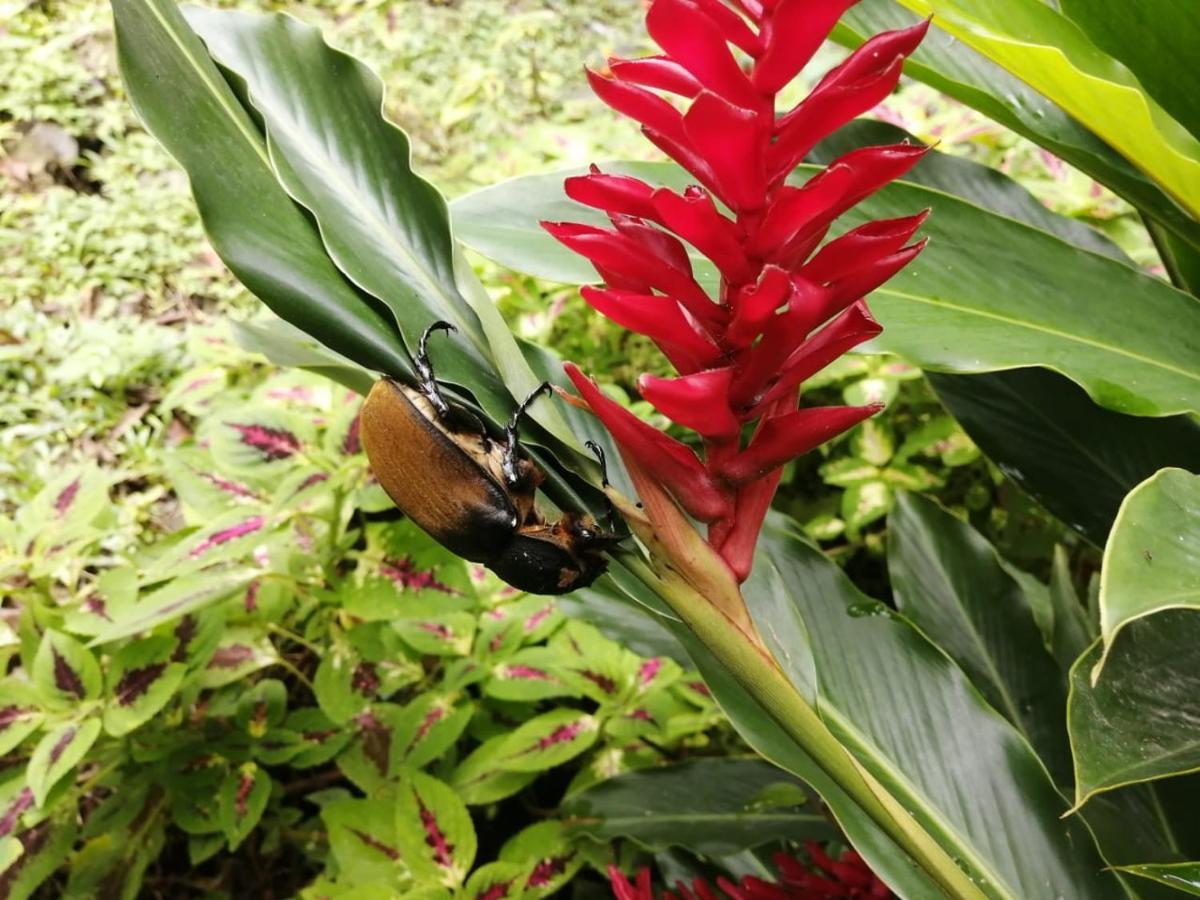 Cahuita Lodge المظهر الخارجي الصورة